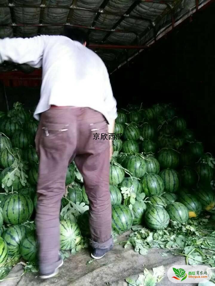 8424西瓜西瓜图一