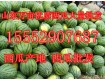 今日西瓜便宜了 山东万亩西瓜3毛一斤