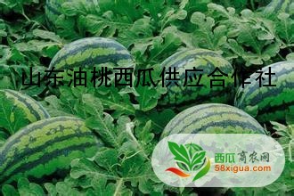京欣西瓜图一