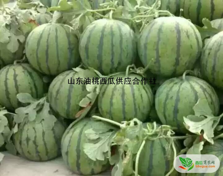 京欣西瓜图一