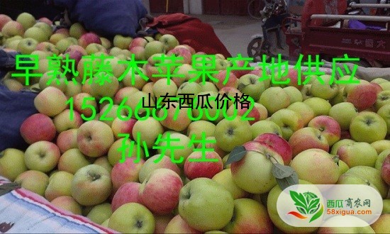 苹果代办西瓜图一