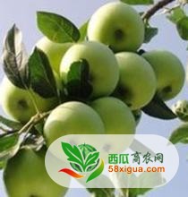 苹果代办西瓜图一