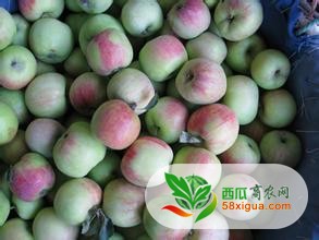 苹果代办西瓜图一