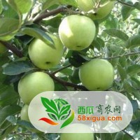苹果经销商西瓜图二