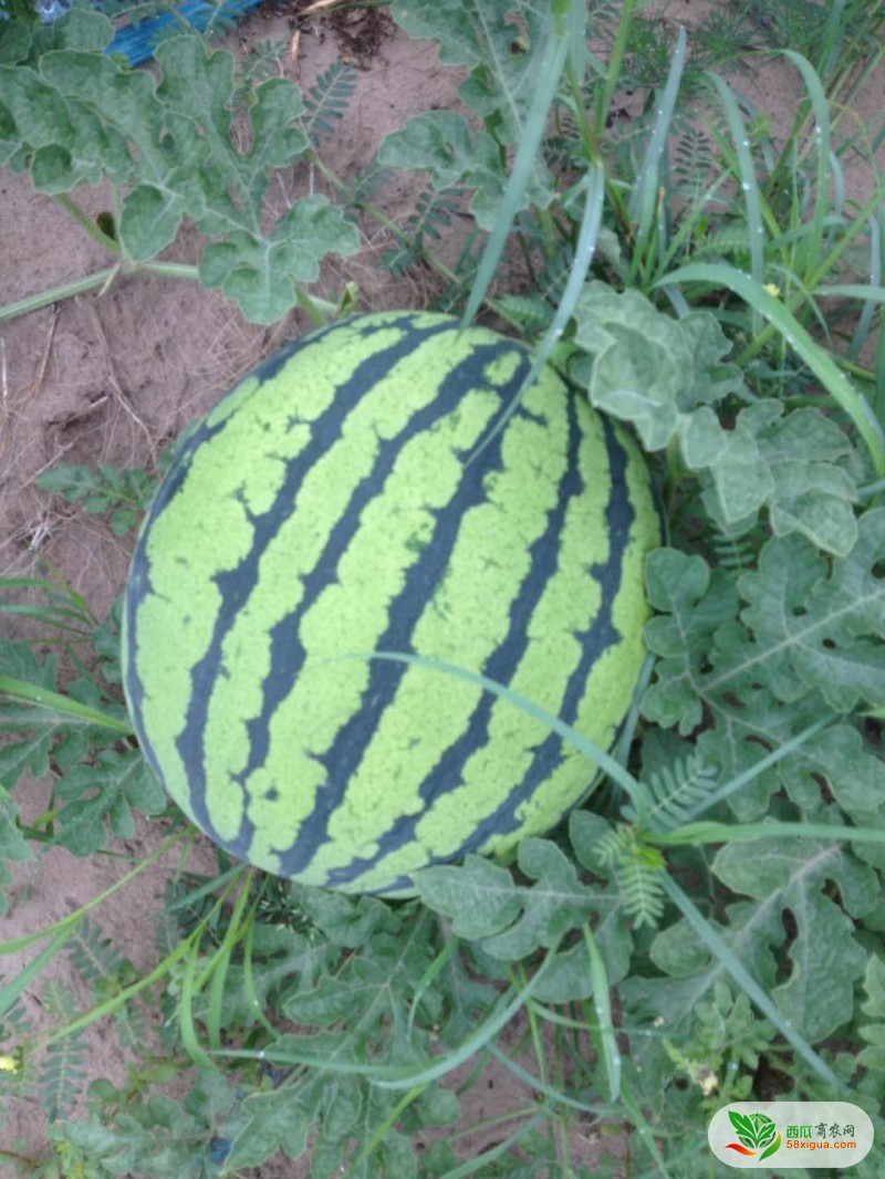 花皮无籽西瓜图一