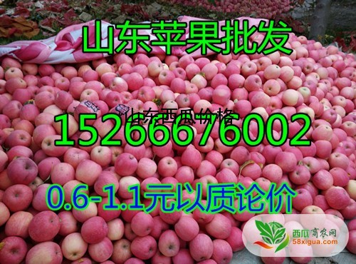 苹果经销商西瓜图二