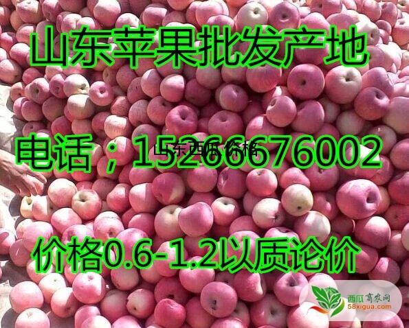 苹果经销商西瓜图三