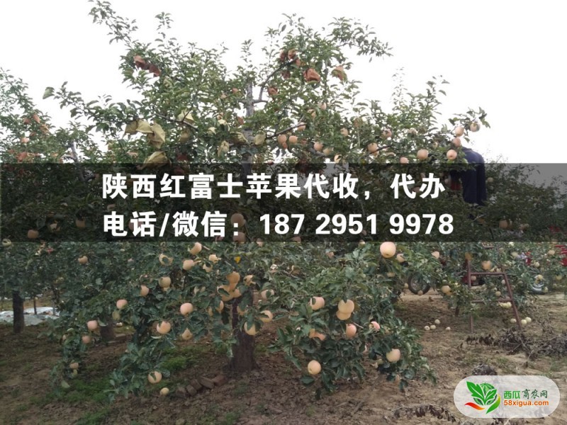 苹果种植户西瓜图三
