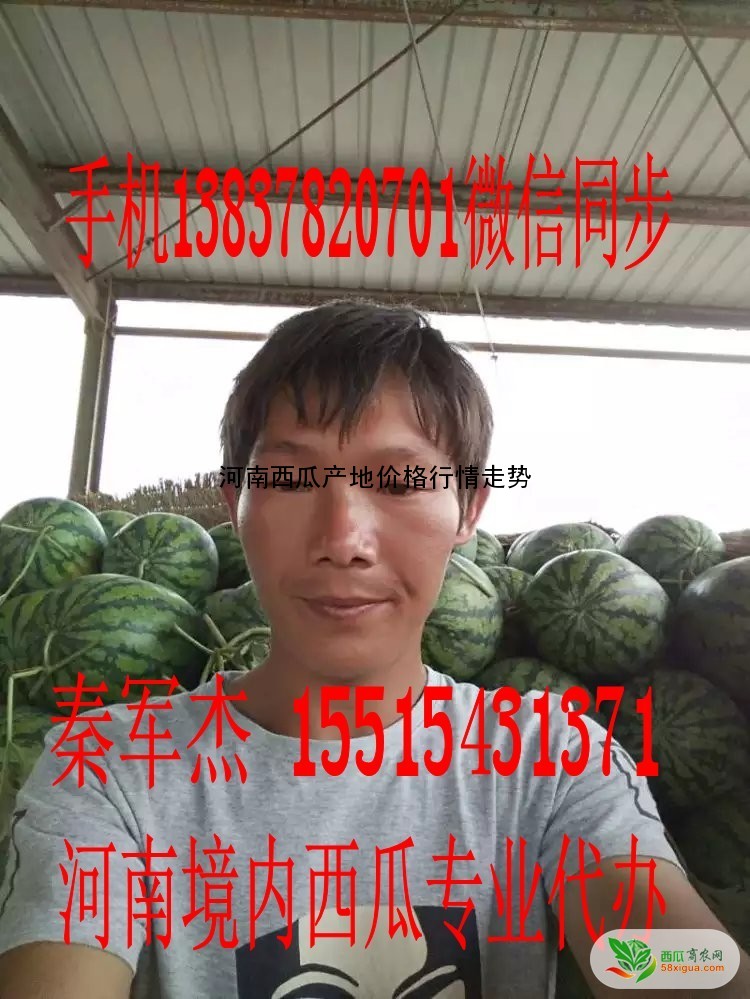 京欣西瓜图二