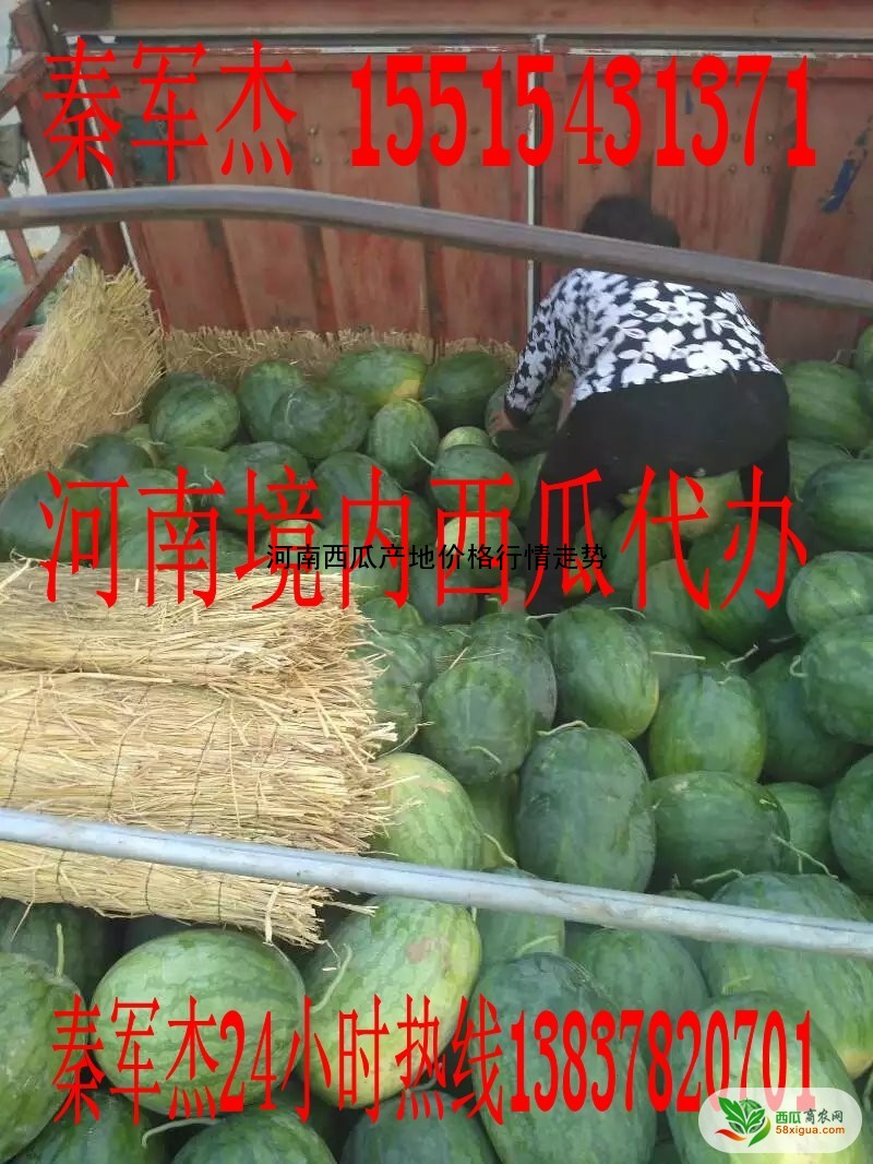 京欣西瓜图三