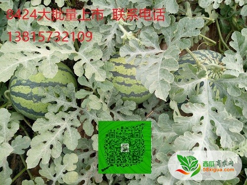8424西瓜西瓜图一