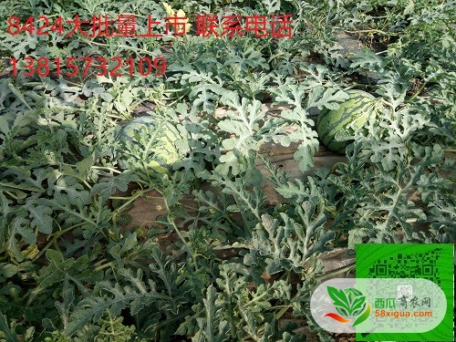 8424西瓜西瓜图二