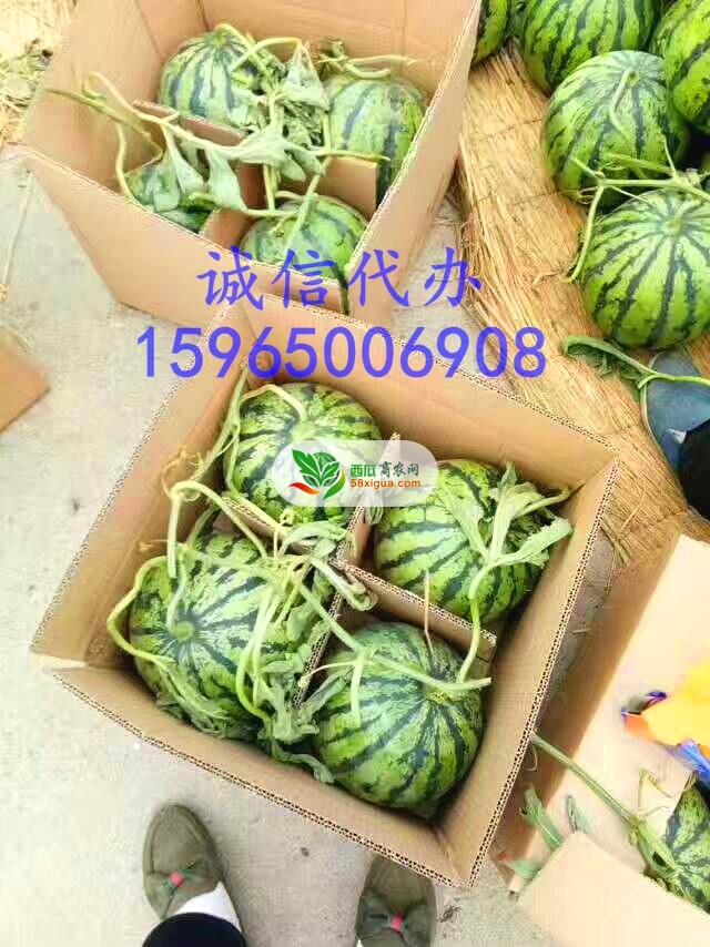 京欣西瓜图二