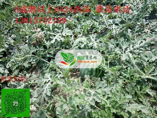 8424西瓜西瓜图二