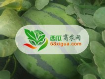 京欣西瓜图一