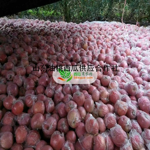 苹果种植户西瓜图二