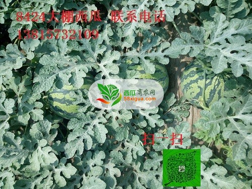 8424西瓜西瓜图一