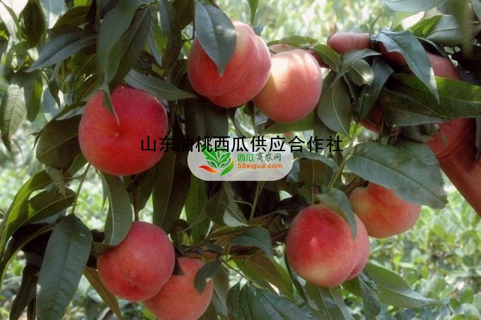 苹果种植户西瓜图三