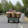 山东红星苹果供应基地供应报价申请