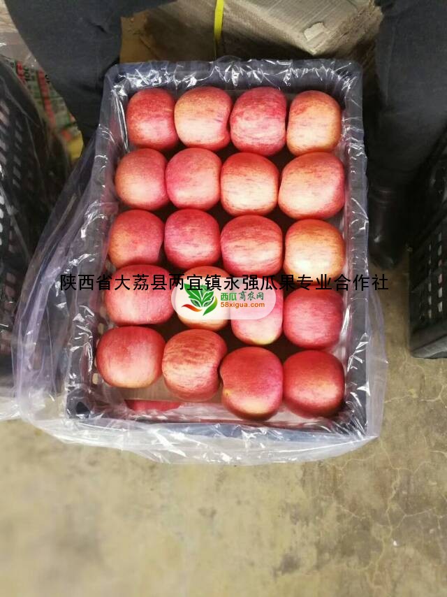 苹果代办西瓜图二
