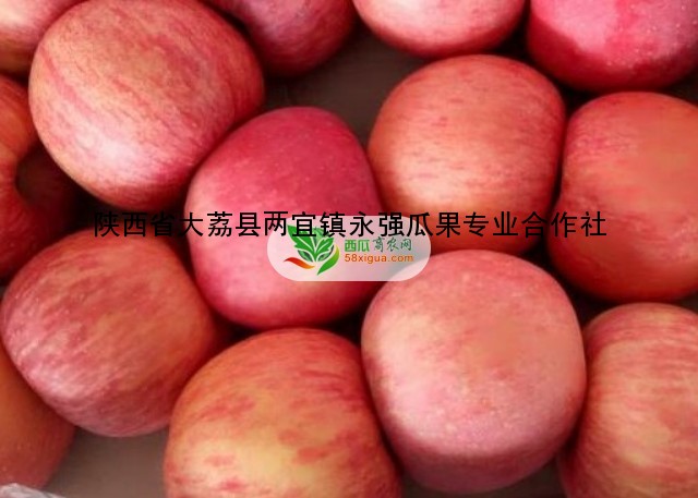 苹果代办西瓜图三