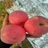 山东万亩红富士苹果种植基地寻找采购商