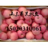 山东红富士苹果产地批发多少钱一斤