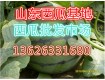 2018山东产地大棚西瓜上市价格【13626331680】