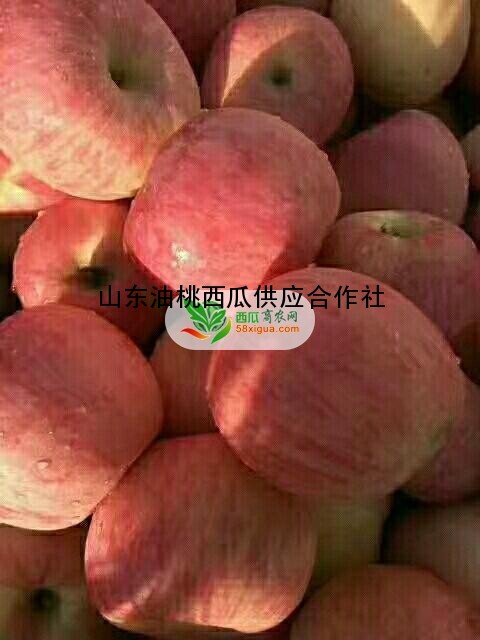 苹果代办西瓜图二