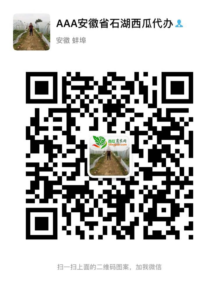 8424西瓜西瓜图二