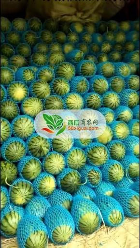 其他西瓜西瓜图二