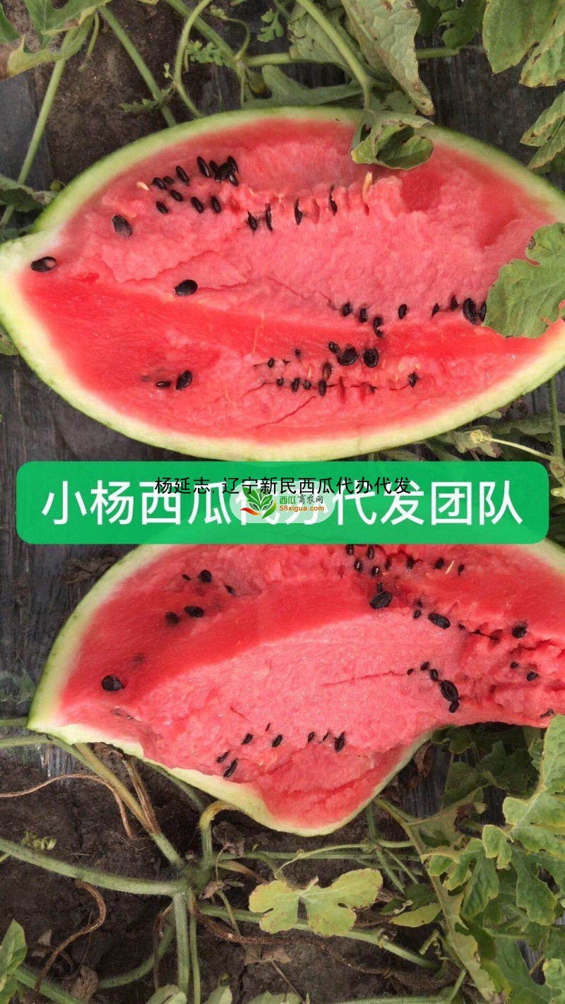 甜王西瓜西瓜图一