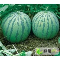 河南太康西瓜种植基地、河南扶沟西瓜种植基地