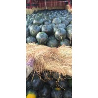 黑美人西瓜即将大量上市，成熟度8成  保质包甜 薄皮黑籽