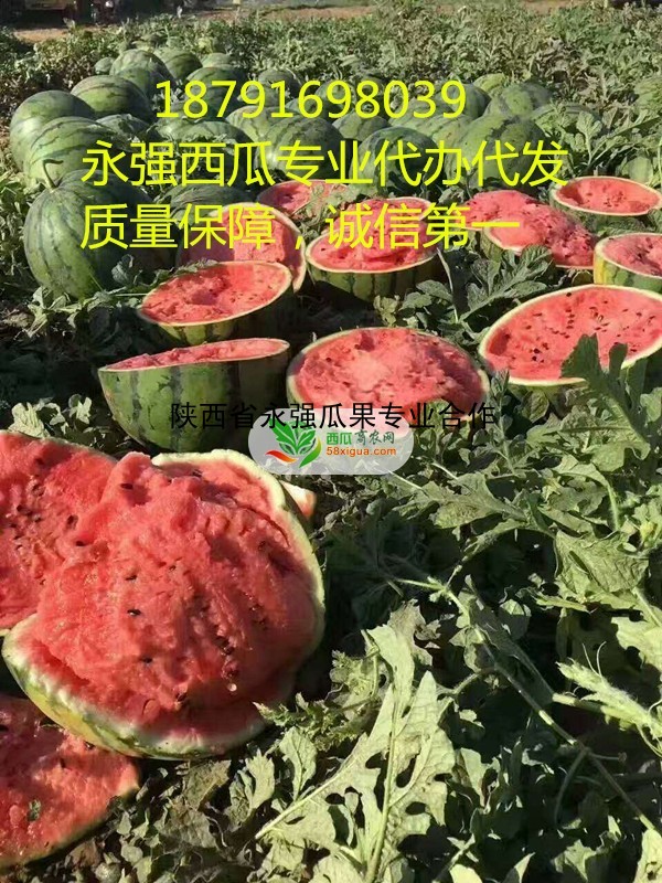 甜王西瓜西瓜图一