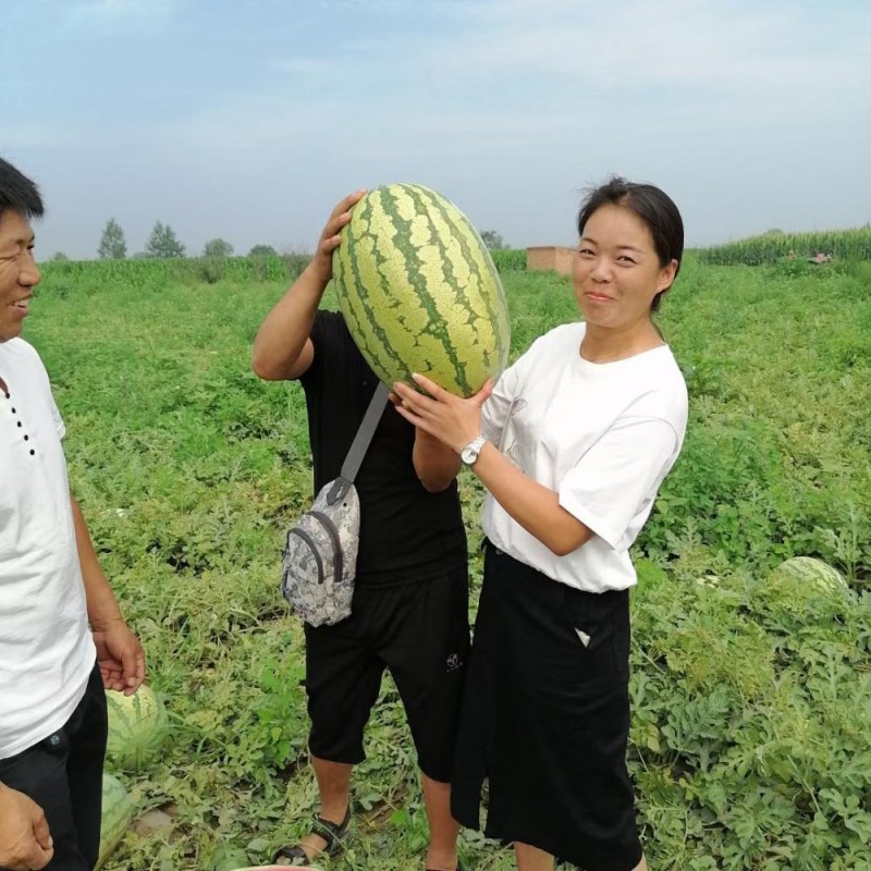 金城5号西瓜图一